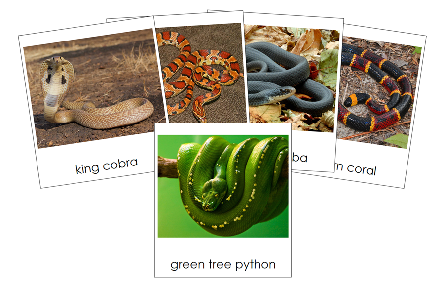Types of Snakes-Part Cards by Montessori Print Shop