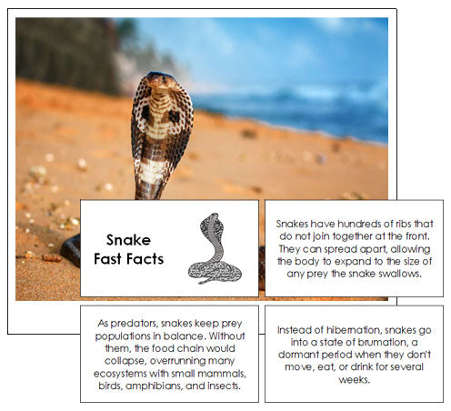 Snake Fast Facts & Pictures - Montessori Print Shop
