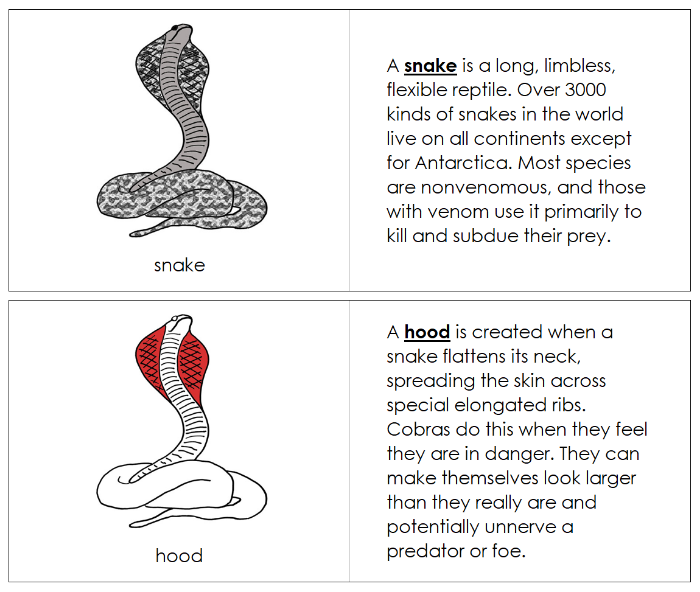Parts of a Snake Nomenclature Book (red) - Montessori Print Shop Digital Download