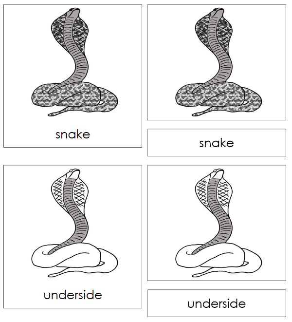 Parts of a Snake 3-Part Nomenclature Cards by Montessori Print Shop