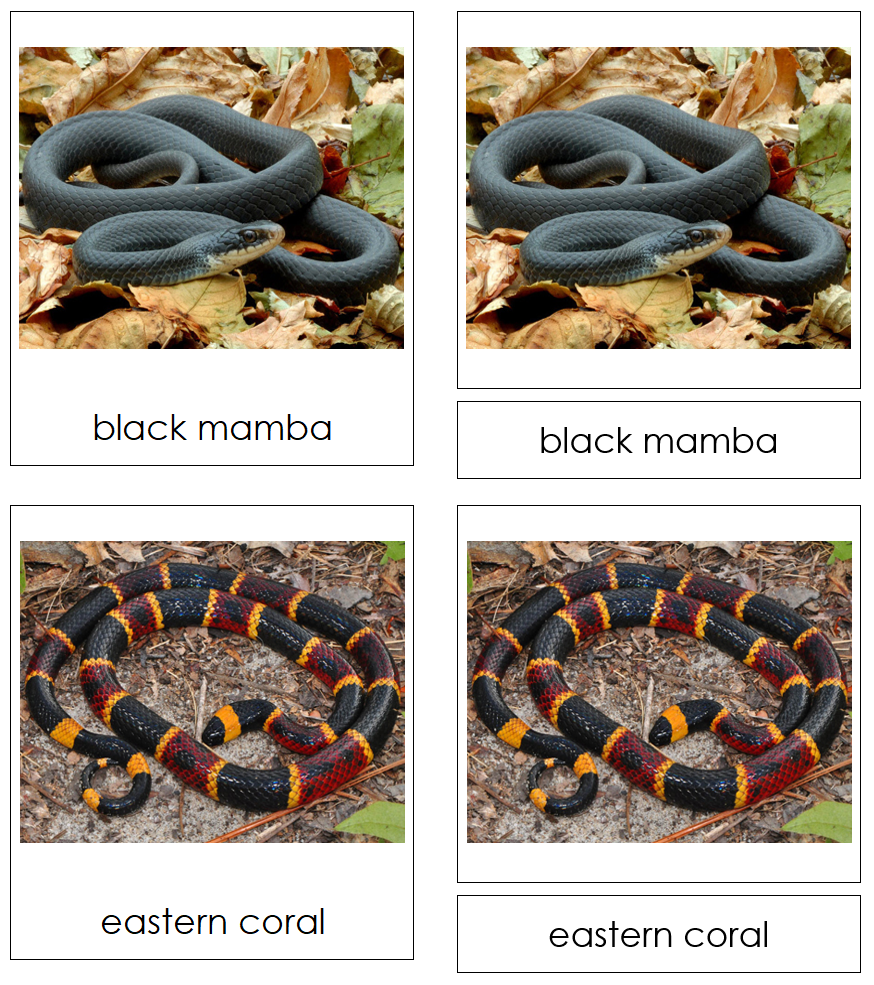 Types of Snakes-Part Cards by Montessori Print Shop