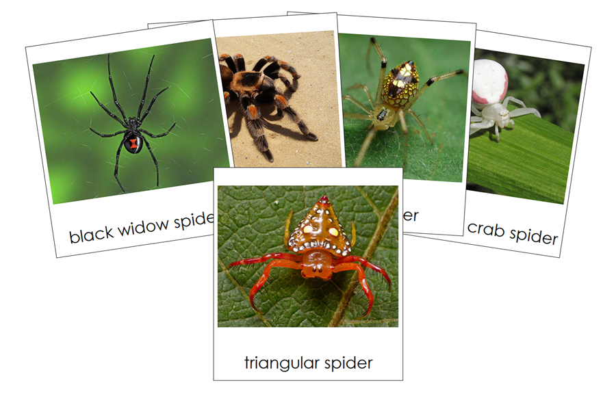 Types of Spiders 3-Part Cards by Montessori Print Shop