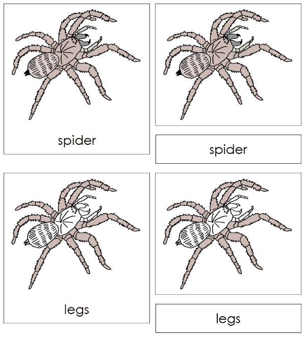 Parts of a Spider 3-Part Nomenclature Cards by Montessori Print Shop