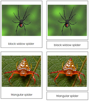 Spiders 3-part cards - Montessori Classified Cards - Montessori Print Shop