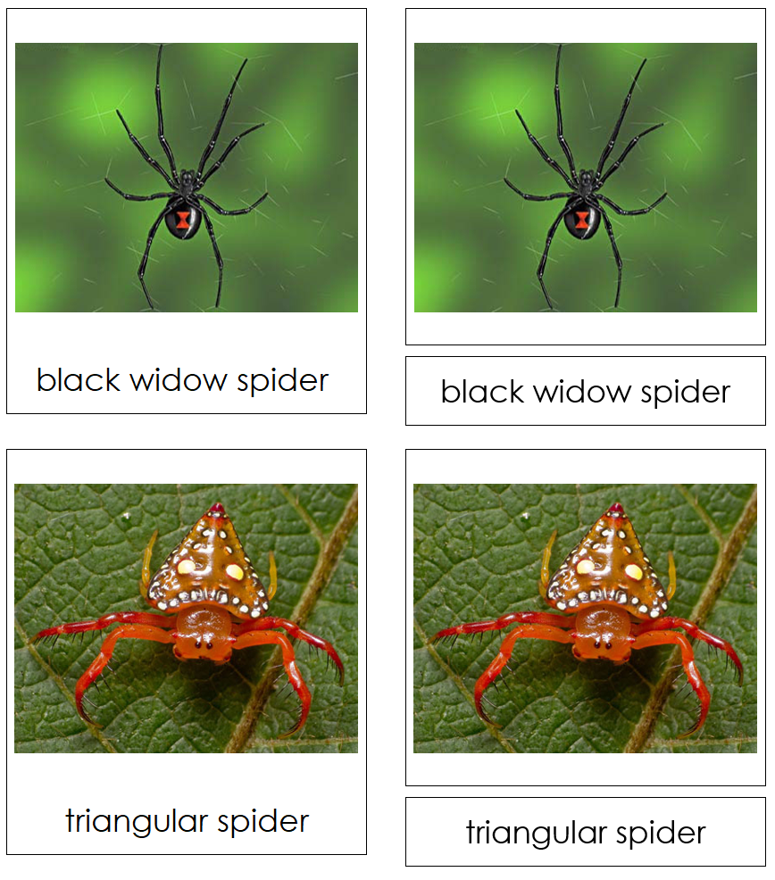 Types of Spiders 3-Part Cards by Montessori Print Shop