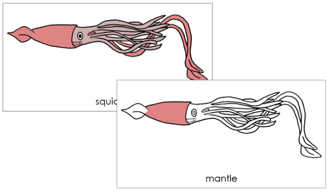 Parts of a Squid 3-Part Nomenclature Cards by Montessori Print Shop