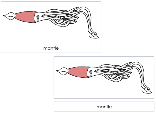 Parts of a Squid 3-Part Nomenclature Cards by Montessori Print Shop