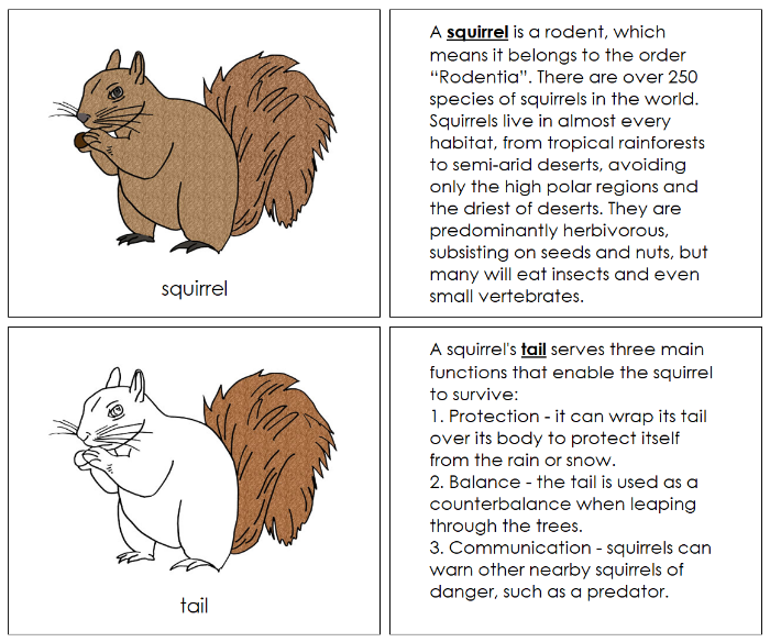 Parts of a Squirrel Nomenclature Book - Montessori Print Shop Digital Download