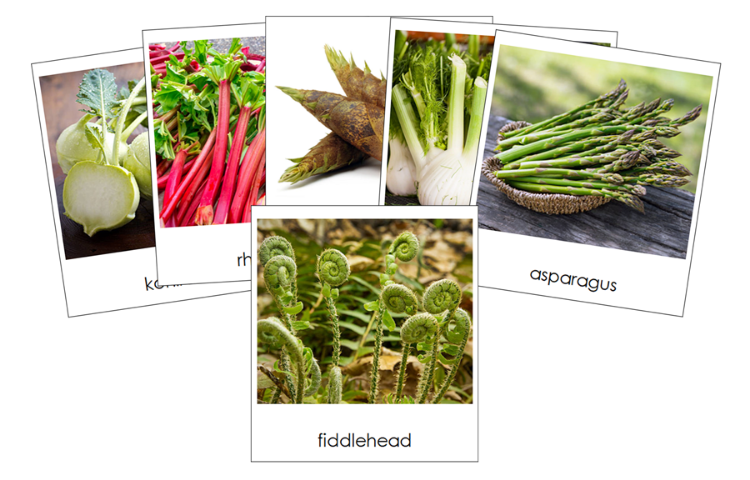 Types of Stalk Vegetables 3-Part Classified Cards - Montessori Print Shop Digital Download