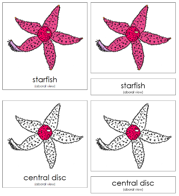Parts of a Starfish 3-Part Nomenclature Cards by Montessori Print Shop
