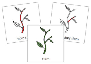 Stem Nomenclature Cards (red) - Montessori Print Shop