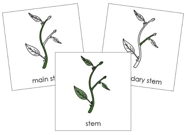 Parts of a stem 3-Part Nomenclature Cards - Montessori Print Shop Digital Download