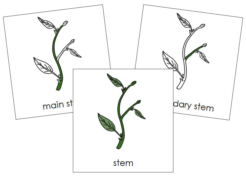 Stem Nomenclature Cards - Montessori Print Shop