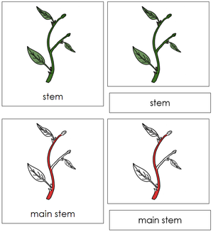 Stem Nomenclature 3-Part Cards (red) - Montessori Print Shop