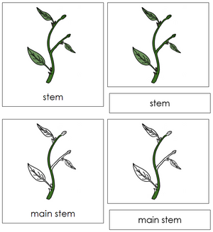 Stem Nomenclature Cards - Montessori Print Shop