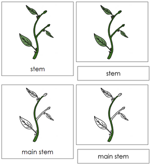 Botany Nomenclature Bundle - Set 1
