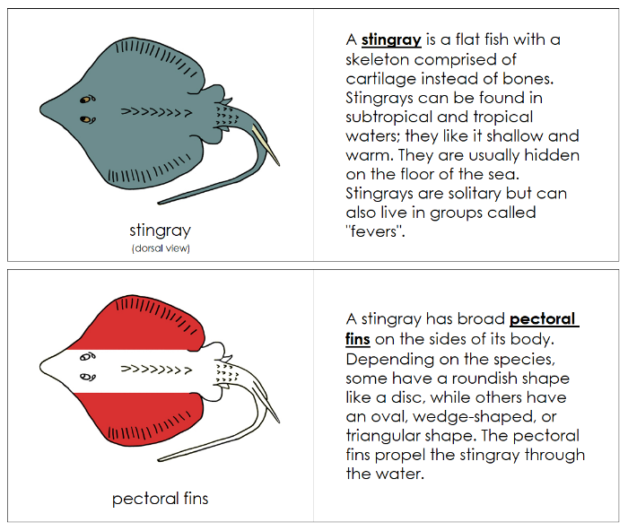 Parts of a Stingray Nomenclature Book - Montessori Print Shop Digital Download
