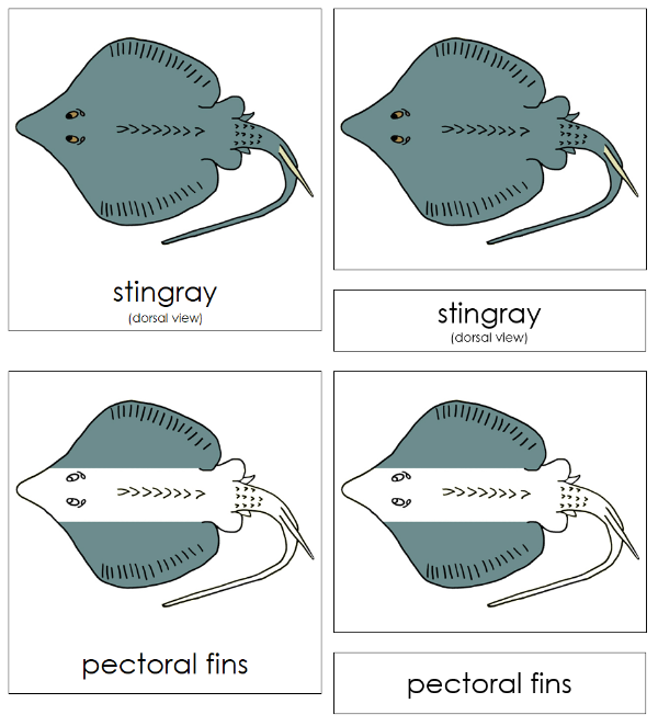 Parts of a Stingray 3-Part Nomenclature Cards by Montessori Print Shop