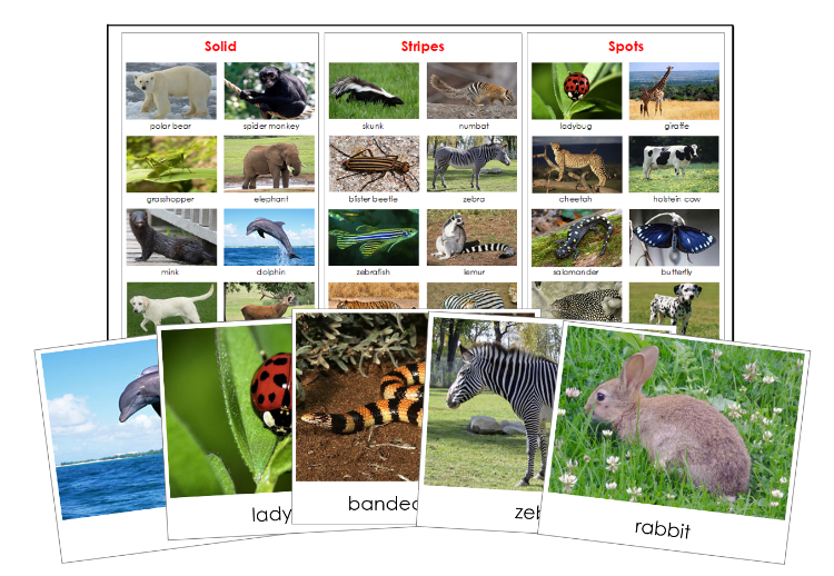 Animal Skin Sorting: Stripes, Spots, Solid - Montessori Print Shop Digital Download zoology file