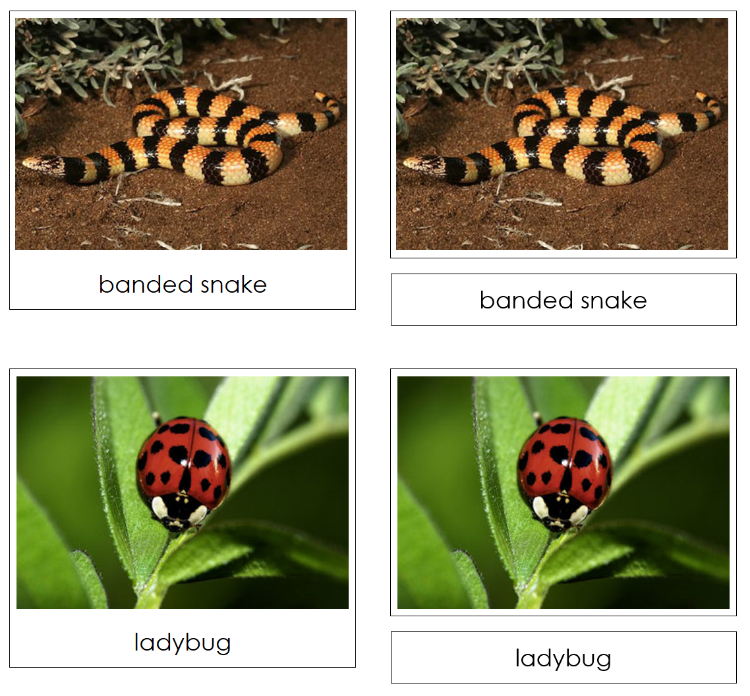 Animal Skin Sorting: Stripes, Spots, Solid - Montessori Print Shop Digital Download zoology file