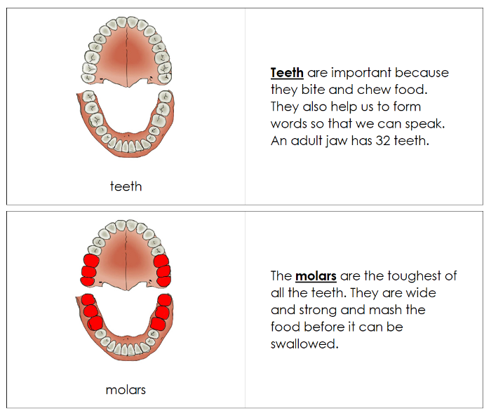 Teeth & Jaw Nomenclature Book - Montessori Print Shop Digital Download