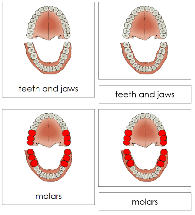 Teeth & Jaw Nomenclature 3-Part Nomenclature Cards - Montessori Print Shop Digital Download
