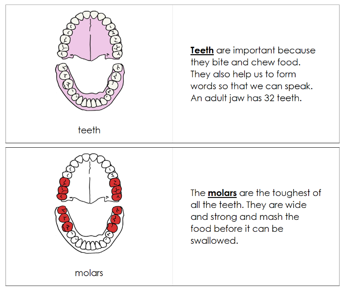 Teeth & Jaws Nomenclature Book (red) - Montessori Print Shop Digital Download