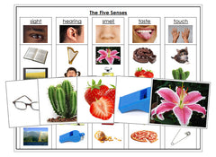 The-Five-Senses-L_240x.jpg?v=
