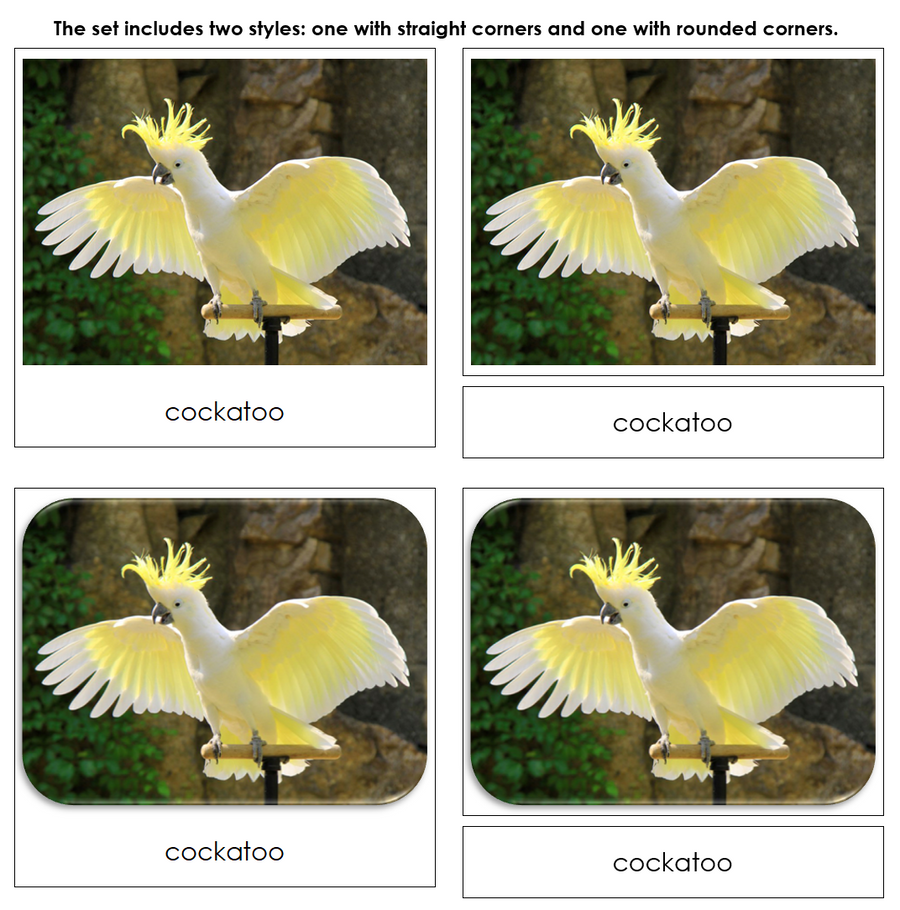 The Land Down Under Safari Toob Cards - Montessori Print Shop