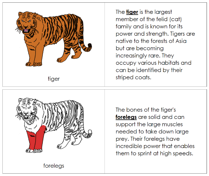 Parts of a Tiger Nomenclature Book (red) - Montessori Print Shop Digital Download