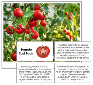 Tomato Fast Facts & Pictures - Montessori Print Shop