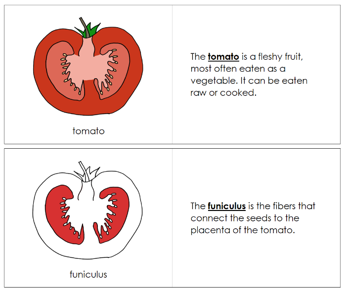 Parts of a Tomato Nomenclature Book (Red) - Montessori Print Shop Digital Download