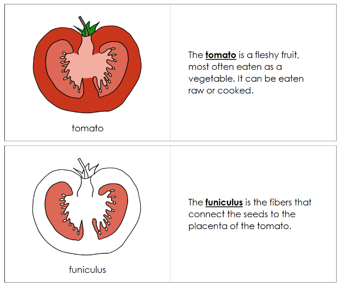 Parts of a Tomato Nomenclature Book - Montessori Print Shop Digital Download
