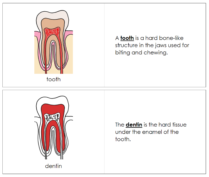 Parts of a Tooth Nomenclature Book (red) - Montessori Print Shop Digital Download