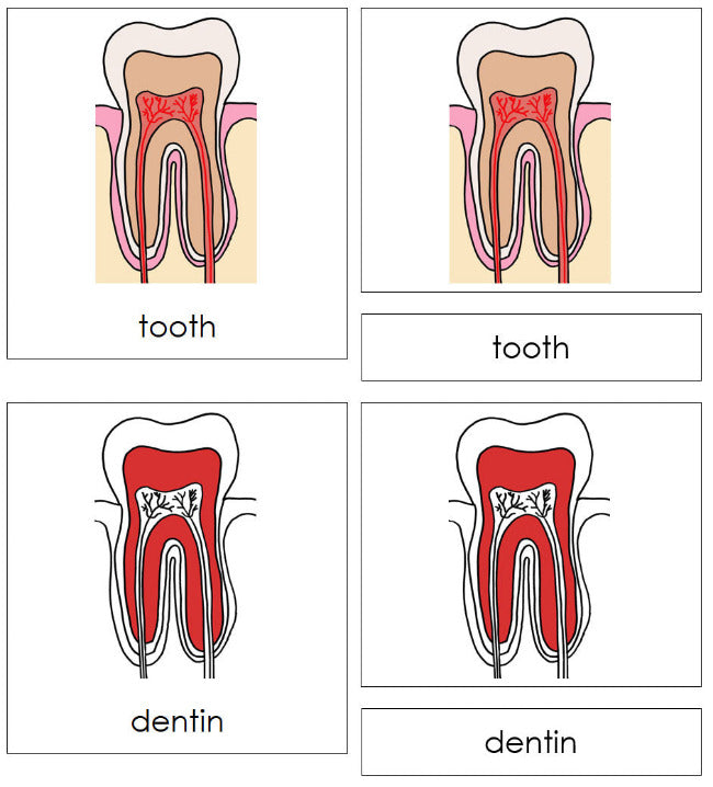 Parts of a Human Tooth 3-Part Nomenclature Cards (red) - Montessori Print Shop Digital Download