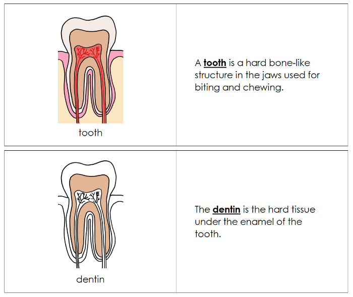 Parts of a Tooth Nomenclature Book - Montessori Print Shop Digital Download