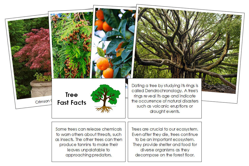 Tree Fast Facts & Pictures - Montessori Print Shop Digital Download