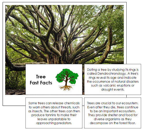 Fast Fact Tree Tree Fast Fact Cards - Montessori Print Shop