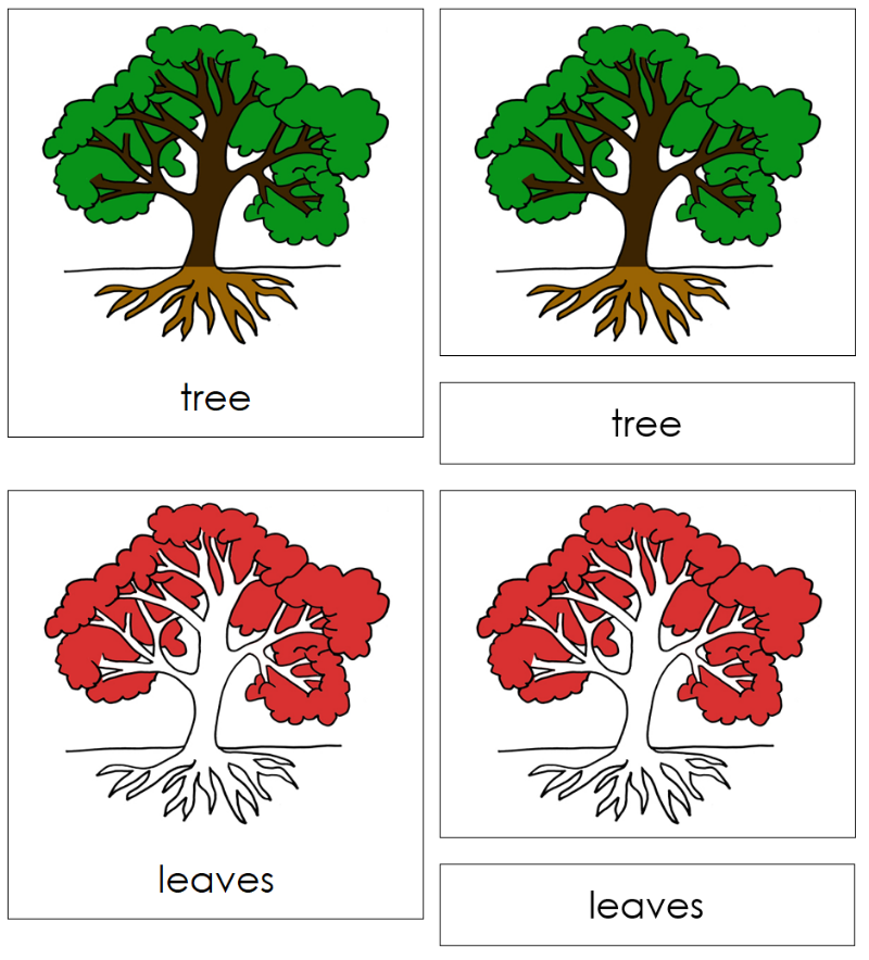 Montessori Tree Nomenclature Definition Set - Montessori Print Shop Digital Download 
