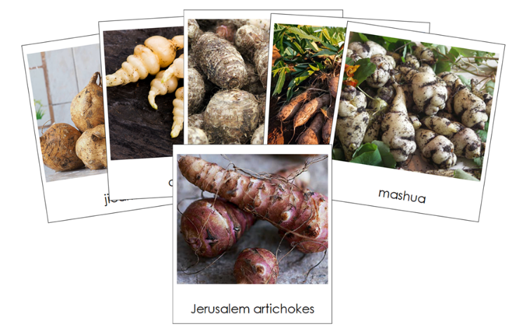 Types of Tuber Vegetables 3-Part Classified Cards - Montessori Print Shop Digital Download