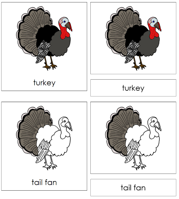 Parts of a Turkey 3-Part Nomenclature Cards by Montessori Print Shop