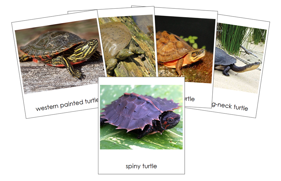 Types of Turtles 3-Part Cards by Montessori Print Shop