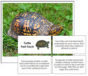 Turtle Fast Facts & Pictures - Montessori Print Shop