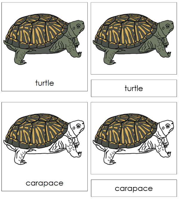 Parts of a Turtle 3-Part Nomenclature Cards by Montessori Print Shop