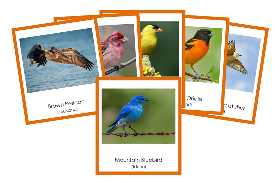State Birds of the USA 3-Part Cards (color-coded) by Montessori Print Shop