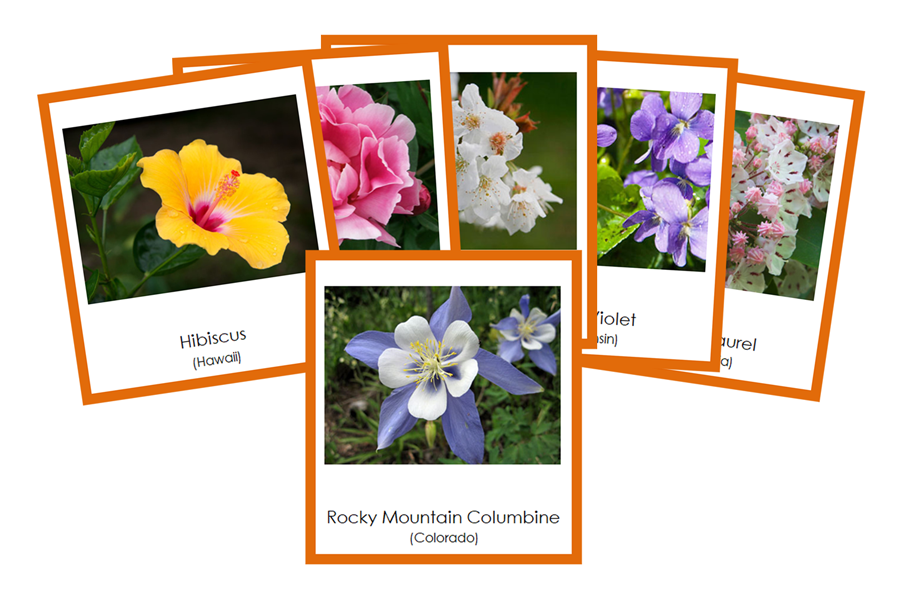 State Flowers of the USA 3-Part Cards (color-coded) by Montessori Print Shop