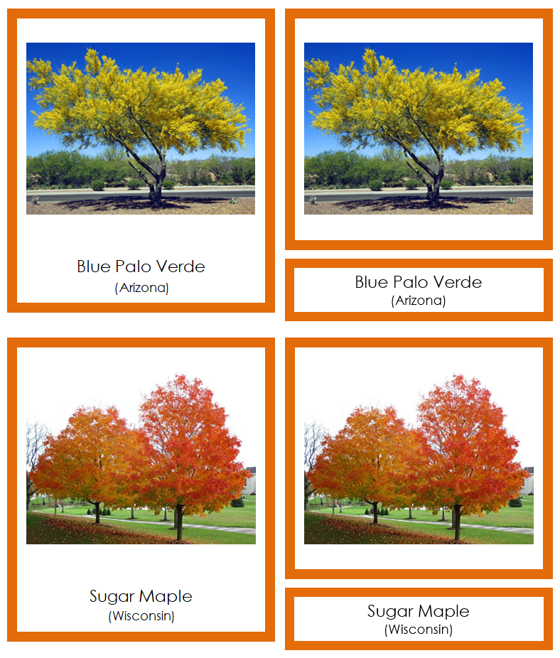 State Trees of the USA 3-Part Cards (color-coded) by Montessori Print Shop