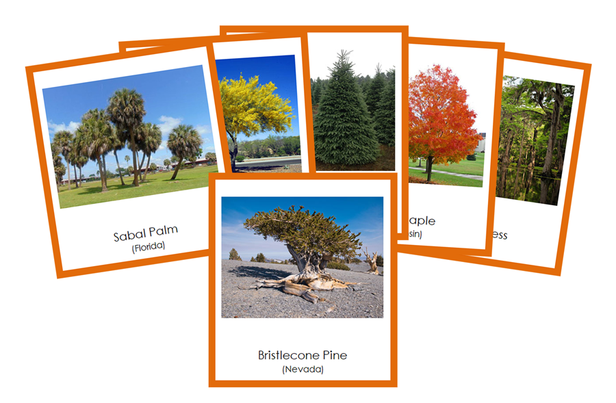 State Trees of the USA 3-Part Cards (color-coded) by Montessori Print Shop