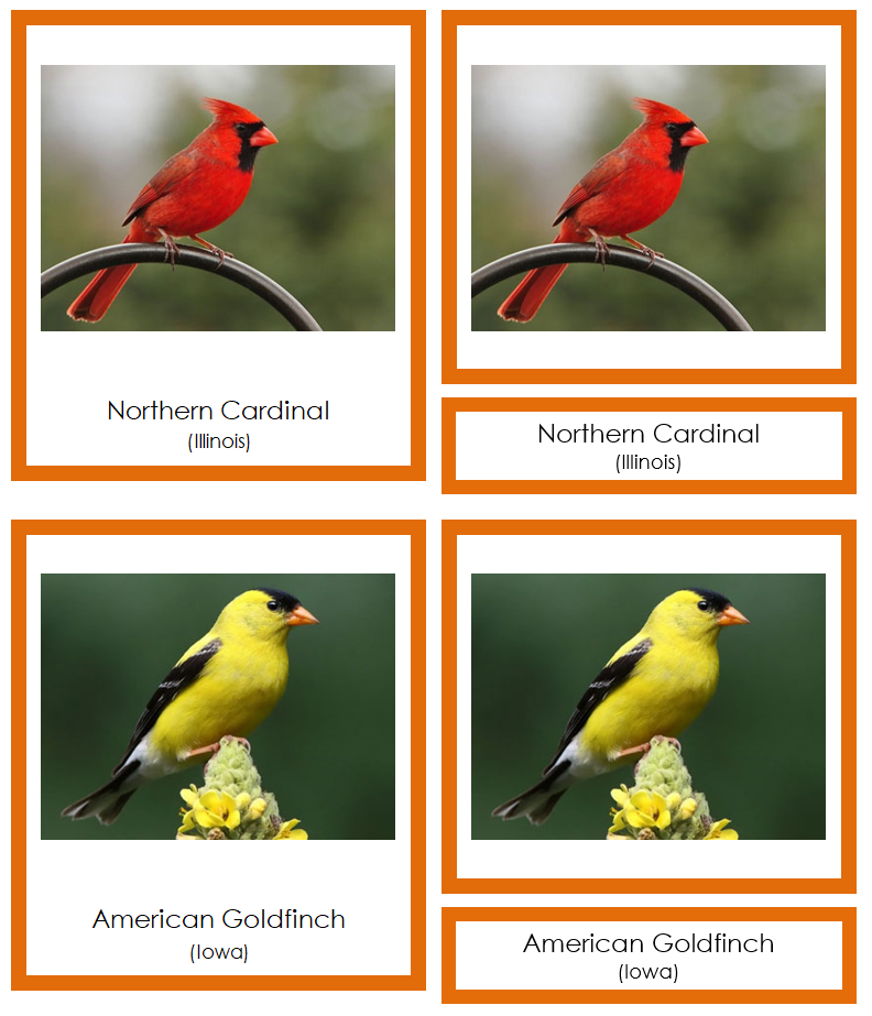 State Birds of the USA 3-Part Cards (color-coded) by Montessori Print Shop