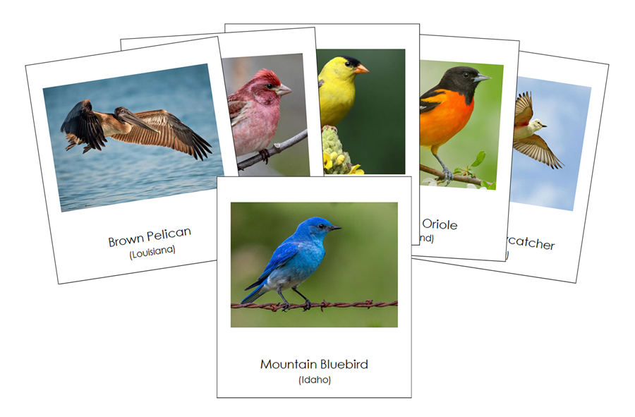 State Birds of the USA 3-Part Cards by Montessori Print Shop